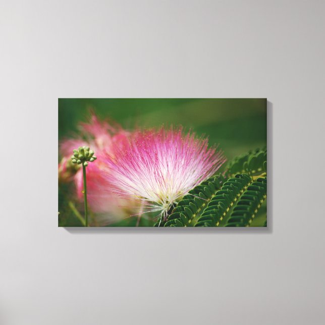 Silky Pink Mimosa Canvas Print (Front)