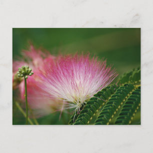Silky Pink Mimosa Postcard