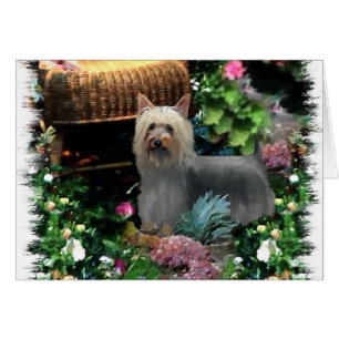 Silky Terrier Art Gifts
