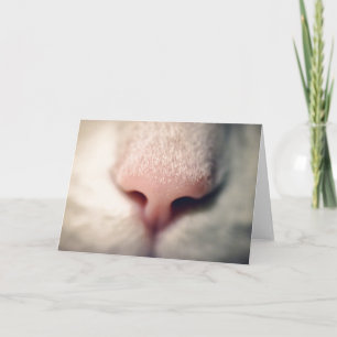 Silky White Kitty Greeting Card