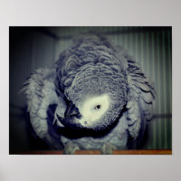 Silly African Grey Parrot 