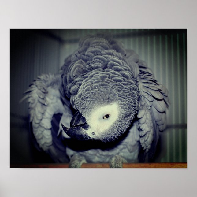 Silly African Grey Parrot  Poster (Front)