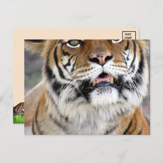 Silly Bengal Tiger Postcard (Front/Back)