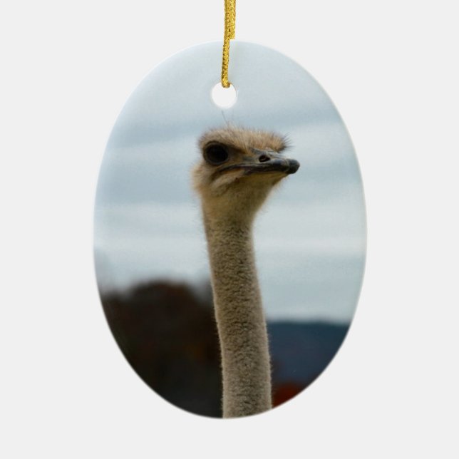 Silly Bird Photo Ostrich Face Head Closeup Ceramic Tree Decoration (Front)