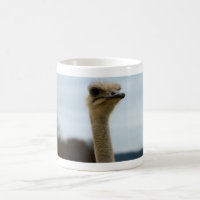 Silly Bird Photo | Ostrich Face Wildlife Photo