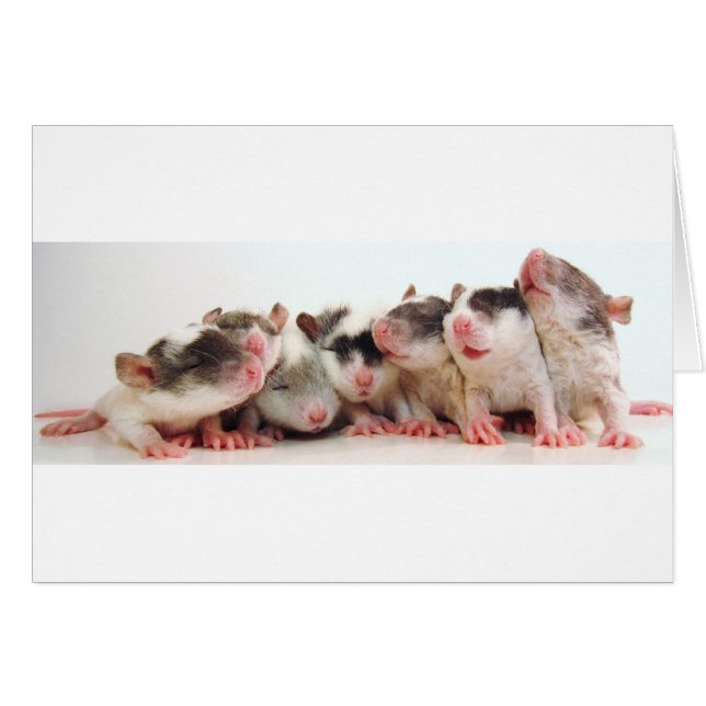 Silly Boy Babies (Front Horizontal)