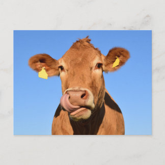 Silly Brown Cow Close-Up Postcard