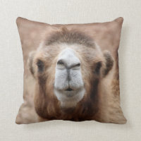 Silly Camel Photo