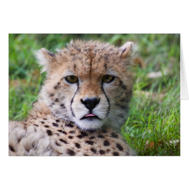 Silly Cheetah Cub (Front Horizontal)