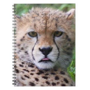 Silly Cheetah Cub Spiral Notebook