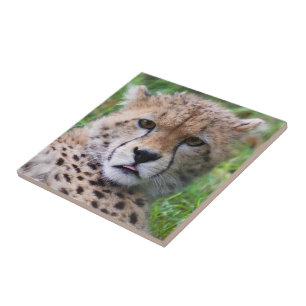Silly Cheetah Cub Tile