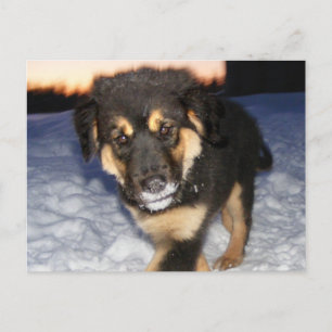 Silly Face Postcards