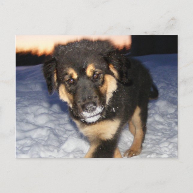 Silly Face Postcards (Front)