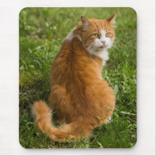 Silly Fluffy Orange Long haired Tabby Cat Mouse Pad