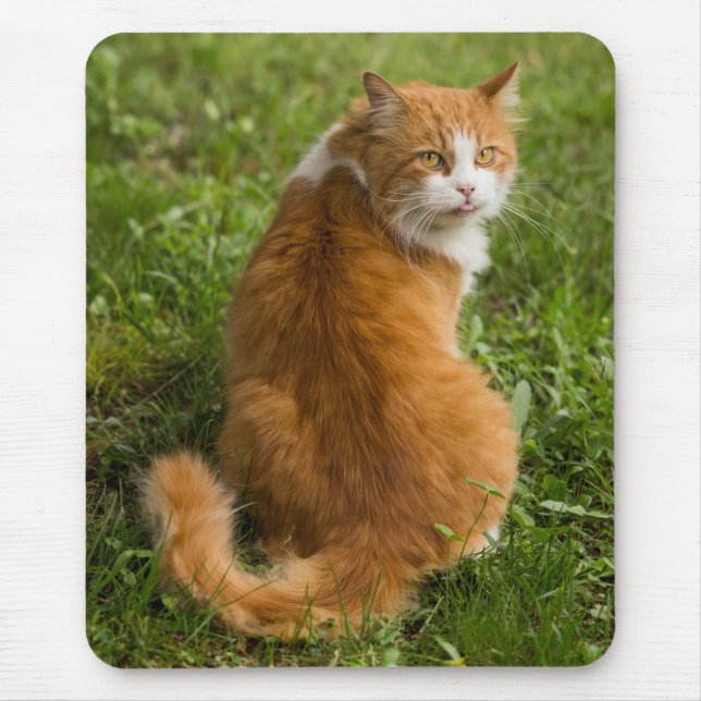Silly Fluffy Orange Long haired Tabby Cat Mouse Pad (Front)