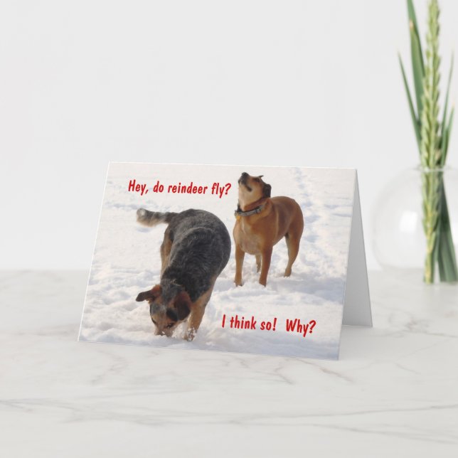 Silly Funny Cattle Dogs Christmas Snow Holiday Card (Front)