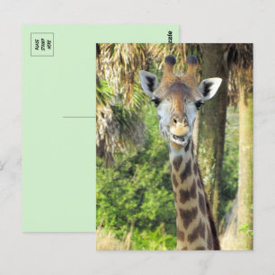 Silly Giraffe Postcard