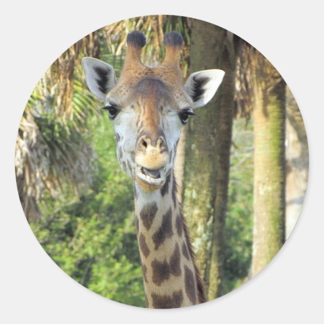 Silly Giraffe Stickers (Front)