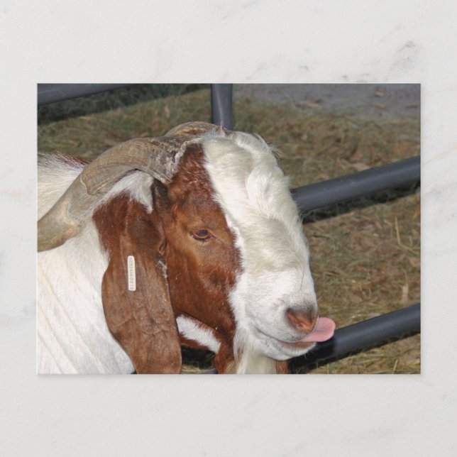 Silly Goat Postcard (Front)