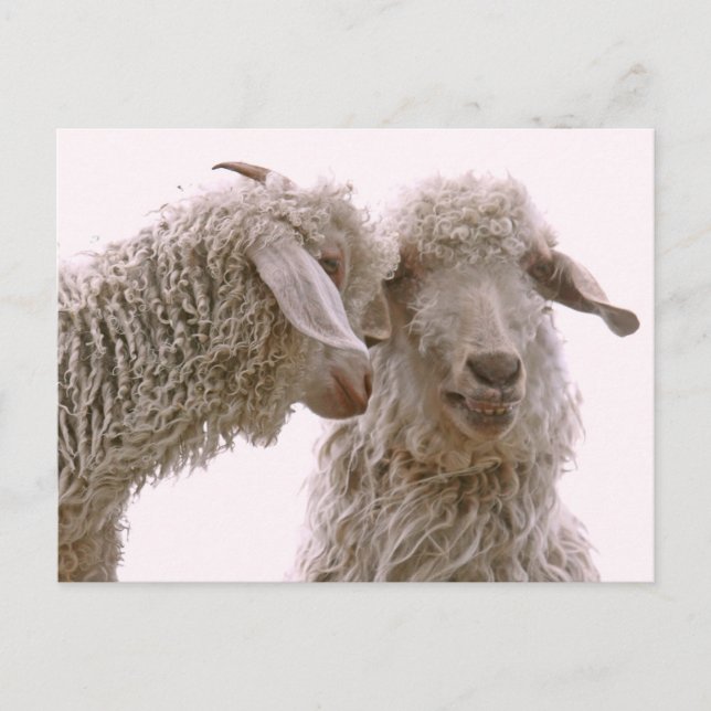 Silly Goats Photo Postcard (Front)
