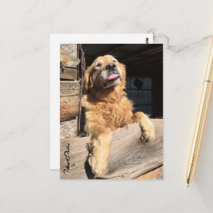 Silly Golden Retriever Photo Thinking of You Postcard