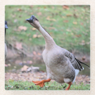 Silly goose glass coaster