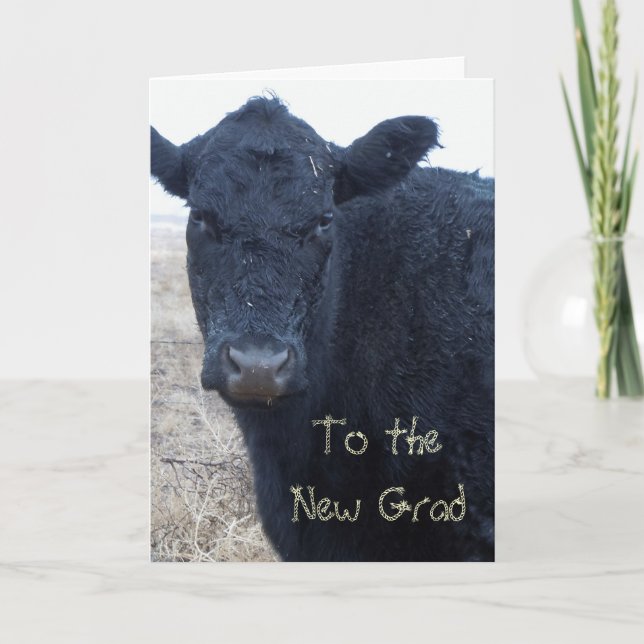 Silly Graduation Congratulations Cow Ranch Farm Card (Front)