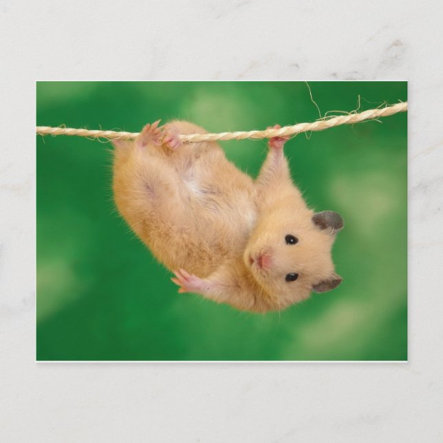 silly hampster postcard (Front)