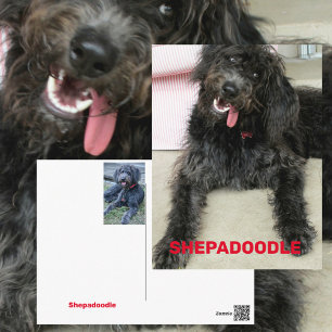 Silly Happy Shepadoodle Dog Breed Postcard
