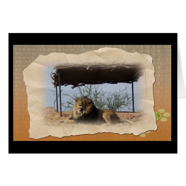 Silly Lion (Front Horizontal)