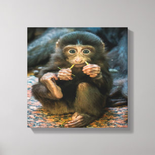 Silly Little Monkey Canvas Print