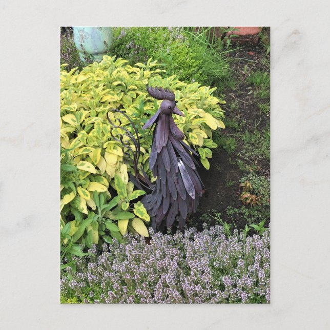 Silly Metal Rooster Postcard (Front)
