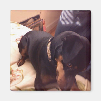 Silly Min Pin Magnet