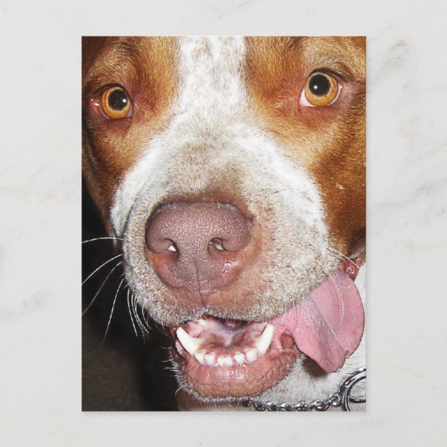 Silly Pitbull Portrait Postcard (Front)