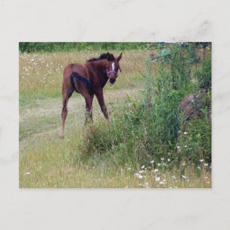 silly postcard