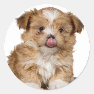 Silly puppy licking it's nose classic round sticker