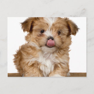 Silly puppy licking it's nose postcard