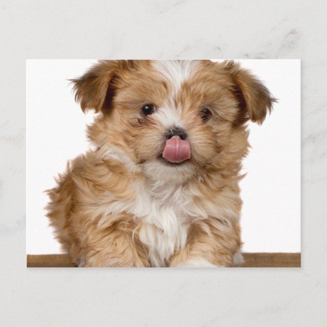 Silly puppy licking it's nose postcard (Front)