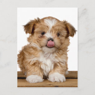 Silly puppy licking it's nose postcard