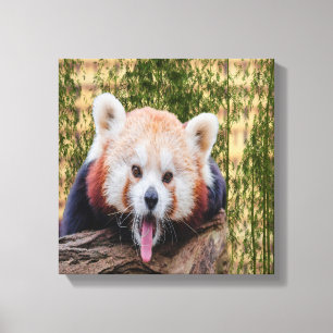 Silly Red Panda Canvas Print