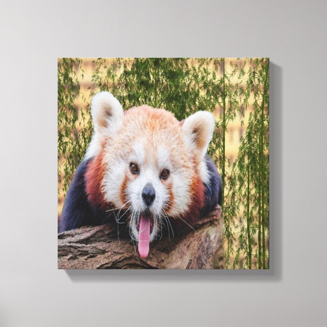 Silly Red Panda Canvas Print (Front)