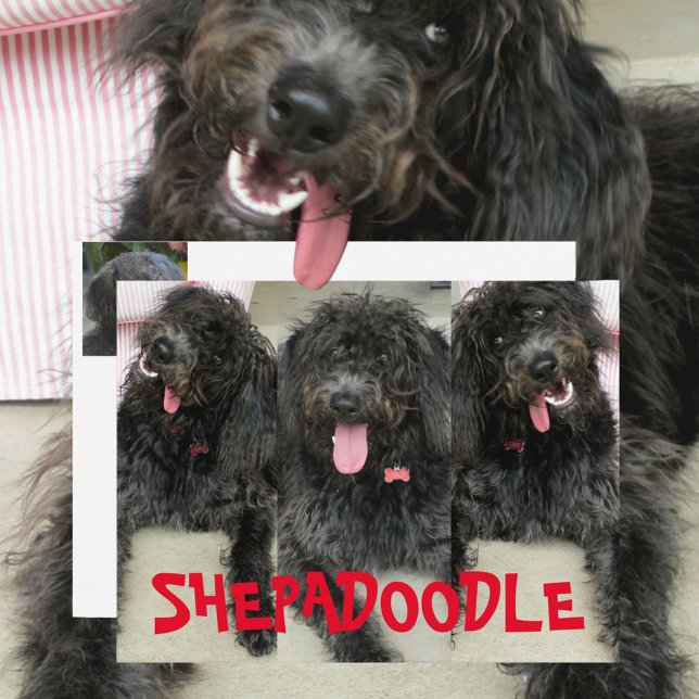 Silly Shepadoodles Dogs Postcard (Creator Uploaded)