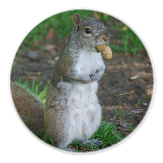 Silly Squirrel Ceramic Knob (Front)