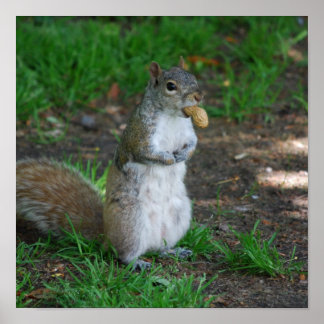 Silly Squirrel Poster