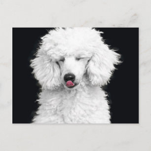 Silly White Poodle Postcard