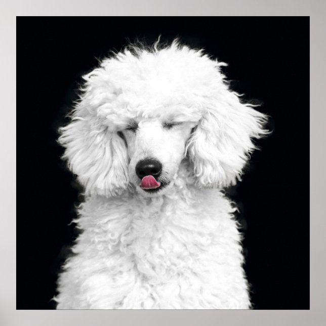 Silly White Poodle Poster (Front)