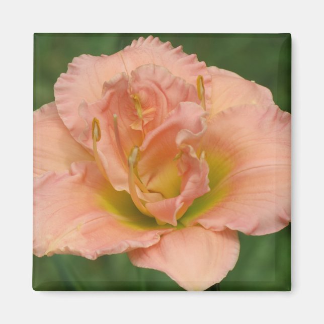 Siloam Double Classic - Daylily Magnet (Front)