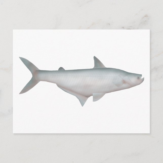 Silond Catfish Postcard (Front)