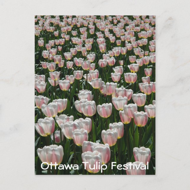 Silver and Pink Tulips Postcard (Front)