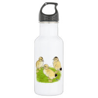 Silver Appleyard Ducklings